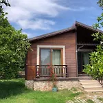 Bilge Çıralı