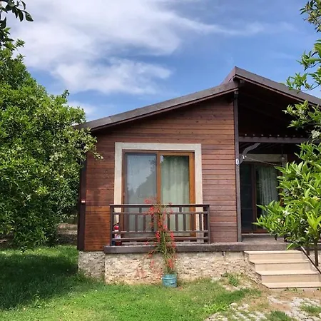 Bilge Çıralı